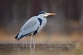 Bird in the water. Grey Heron, Ardea cinerea, bird sitting in the green marsh grass, forest in the background, animal in the natur Royalty Free Stock Photo