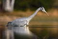 Bird in water. Grey Heron, Ardea cinerea, in water, blurred grass in background. Heron in the forest lake. Bird in the nature