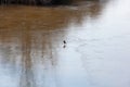 Bird in the water of Marano lagoon Royalty Free Stock Photo