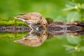 Bird water mirror reflection. Grey brown song thrush Turdus philomelos, sitting in the water, nice lichen tree branch, bird in the