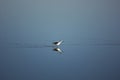 Bird on water Royalty Free Stock Photo