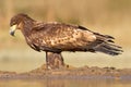 Bird in the water. White-tailed Eagle, Haliaeetus albicilla, feeding kill fish in the water, with brown grass in background. Wildl