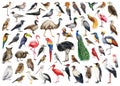 Bird watercolor illustration big set. Hand drawn various birds collection. Birds of the world set. Different avian Royalty Free Stock Photo