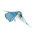 Bird watercolor isolated .Bird on white background. Watercolor hand painted illustration of Flying Bird .