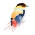 Bird Watercolor painting isolated. Watercolor hand painted cute animal illustrations. Royalty Free Stock Photo