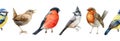 Bird watercolor seamless border illustration. Bullfinch, wren, blue tit, robin, crested tit close up images. Realistic