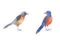 Bird watercolor set. Hand painted illustration little blue bird isolated on white background Royalty Free Stock Photo