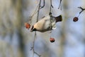 Bird waxwings eating apples in the Park, hanging on a branch