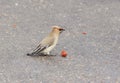 Bird waxwings eating apples on the pavement in the Park