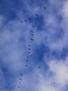 A bird wedge with duck birds flies in the blue evening sky Royalty Free Stock Photo