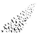 Bird wedge silhouettes on white background