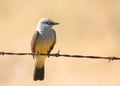 Bird - Western Kingbird Royalty Free Stock Photo