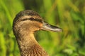 Bird on which hunting mallard