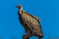 Bird White Backed Vulture Perched