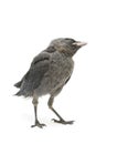 Bird on a white background. vertical photo.