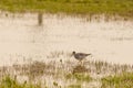 Lesser Yellowleg Walking through Water at Dusk