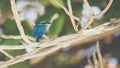 Bird (White-collared kingfisher) in a nature wild Royalty Free Stock Photo