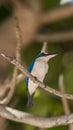 Bird (White-collared kingfisher) in a nature wild Royalty Free Stock Photo