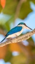 Bird (White-collared kingfisher) in a nature wild Royalty Free Stock Photo