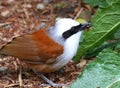 Bird white crested laughing thrush (Garrulax leucolophus)