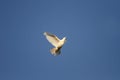 Bird white dove flies high in the sky Royalty Free Stock Photo