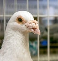 Bird white dove with a large beak Royalty Free Stock Photo