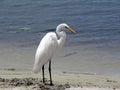 Bird - white egret