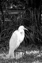 Bird with white feathers and yellow beak on natural background Royalty Free Stock Photo