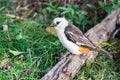 Bird - White Headed Buffalo Weaver Royalty Free Stock Photo