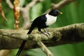 Bird --- White-necked Myna