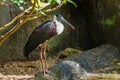 Bird,White-necked StorkWoolly-necked Stork,Animal,Wildlife. Royalty Free Stock Photo