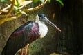 Bird,White-necked StorkWoolly-necked Stork,Animal,Wildlife. Royalty Free Stock Photo