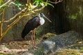 Bird,White-necked StorkWoolly-necked Stork. Royalty Free Stock Photo