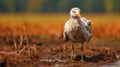 Quirky Visual Storytelling: Seagull In Shallow Muddy Field