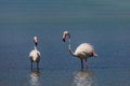 Bird white-pink flamingo on a salty blue lake in calpe spain Royalty Free Stock Photo