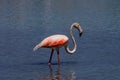 Bird white-pink flamingo on a salty blue lake in calpe spain Royalty Free Stock Photo