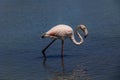 Bird white-pink flamingo on a salty blue lake in calpe spain Royalty Free Stock Photo