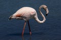 Bird white-pink flamingo on a salty blue lake in calpe spain Royalty Free Stock Photo