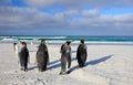 Bird on white sand beach. Group of King penguins, Aptenodytes patagonicus, going from white sand to sea, artic animals in the natu Royalty Free Stock Photo