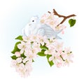 Bird white small dove pigeon on an apple tree branch with flowers spring background watercolor vintage vector illustration Royalty Free Stock Photo