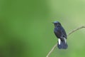 Bird (White-tailed Robin) perching on branch