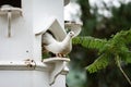 Bird, tame dove standing in white cage