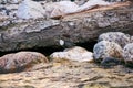 Bird white-throated dipper sits on a coastal stone near a stream