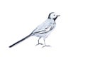 The bird is the white Wagtail. Watercolor illustration isolated on white