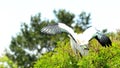 Bird, white wood stork on top of tree in wetlands Royalty Free Stock Photo