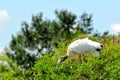 Bird, white Wood stork on top of tree in wetlands Royalty Free Stock Photo