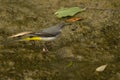 Citrine wagtail Motacilla citreola