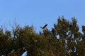 Bird. Wild mallard duck. Bird fly Royalty Free Stock Photo