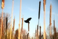 Bird Wildlife on Acuatic Cattail on a Lake Distaff Wilderness Travel Beauty Purity Nature Outdoor World Royalty Free Stock Photo