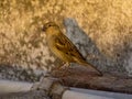 bird wildlife animal beak nature finch yellow sparrow branch shorebird robin wing blackbird hummingbird autumn